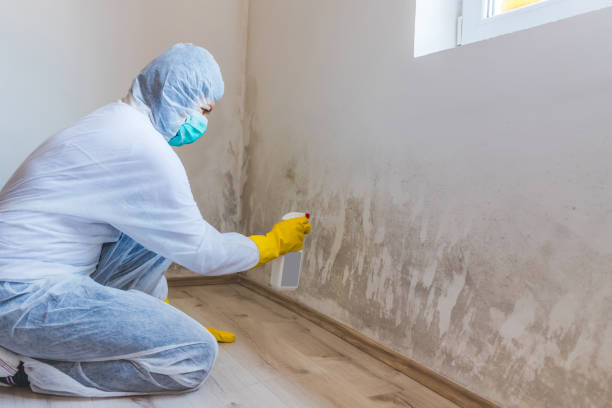 Licensed Attic Mold Removal service in Martinsburg, PA - WQB Mold Removal